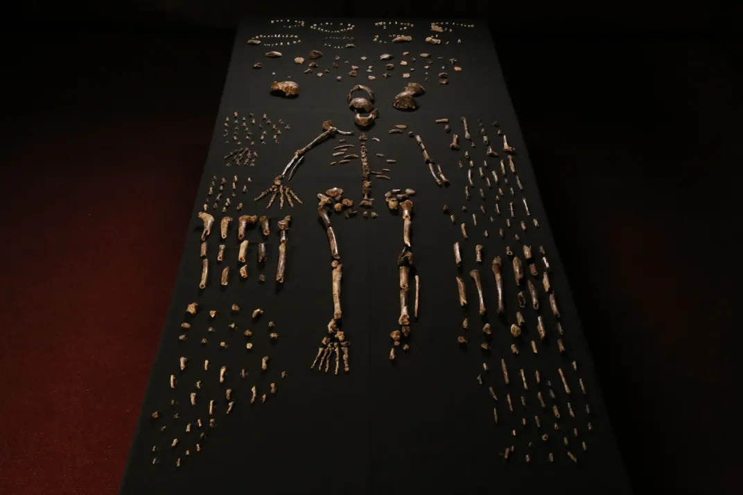 Early human skeleton laid out on a dark table.